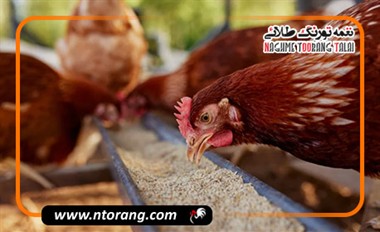 تأثیر پروتئین و املاح معدنی در پیشگیری از اختلالات گوارشی طیور